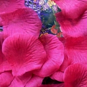 лепестки роз фуксия, лиловый