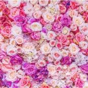 фотофон, свадебна фотостена ярко розовая из роз